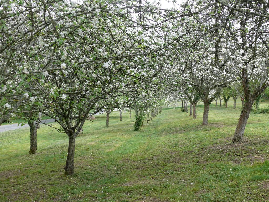 Domaine De Lamassas Bed & Breakfast Hautefage-la-Tour Eksteriør bilde